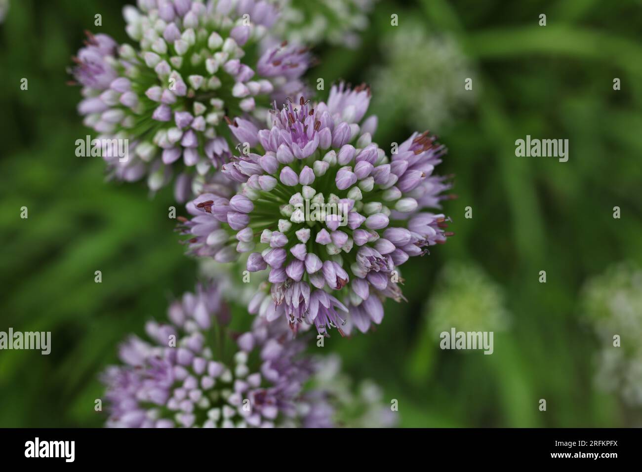 Allium senescens, commonly called aging chive blooming plant in the summer garden Stock Photo