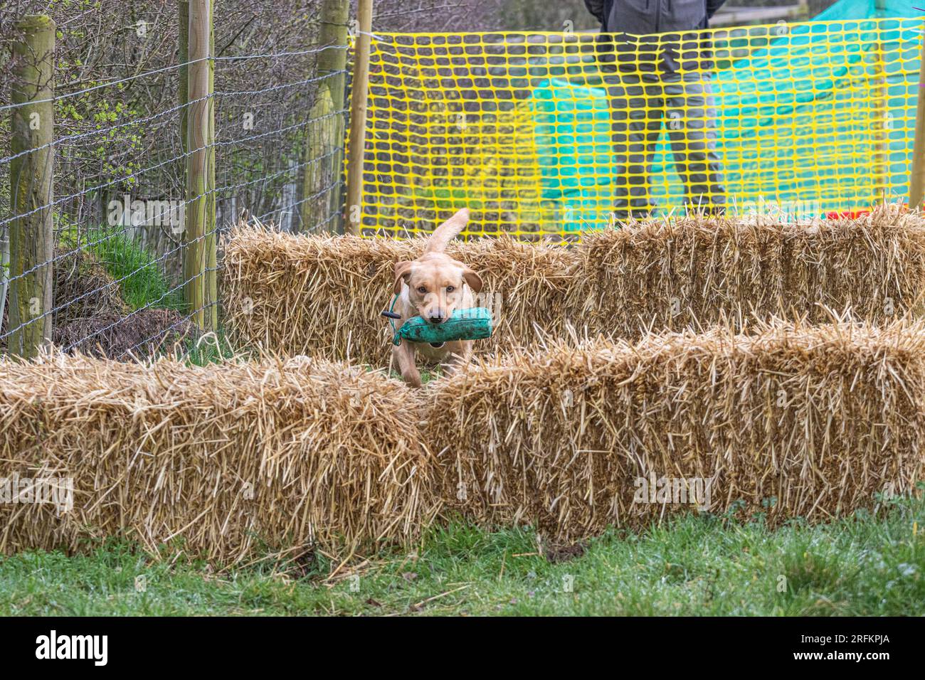 Black labrador running with canvas gundog dummy hi-res stock ...