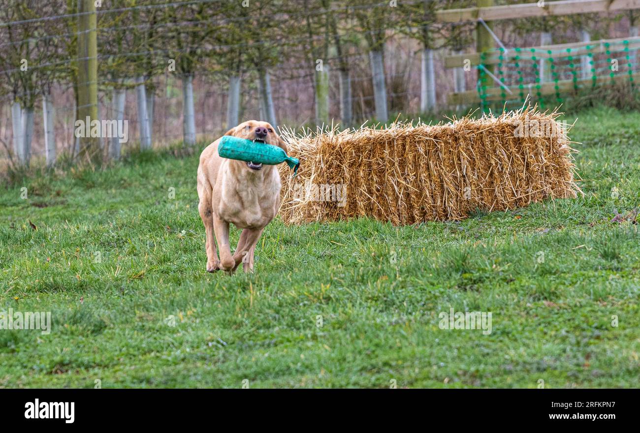 Working Labrador Retriever gun dog training session with Volucris