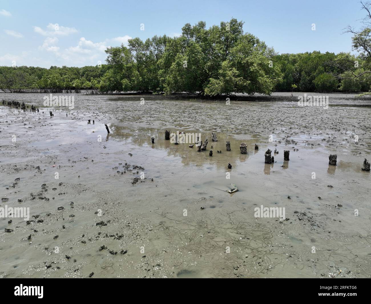 Carbon capture concept. Natural carbon sinks. Mangrove trees capture