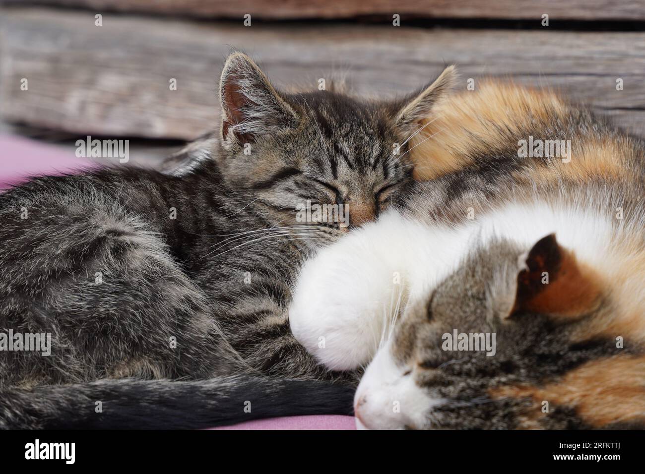 Two little cats sleeping together Stock Photo Alamy