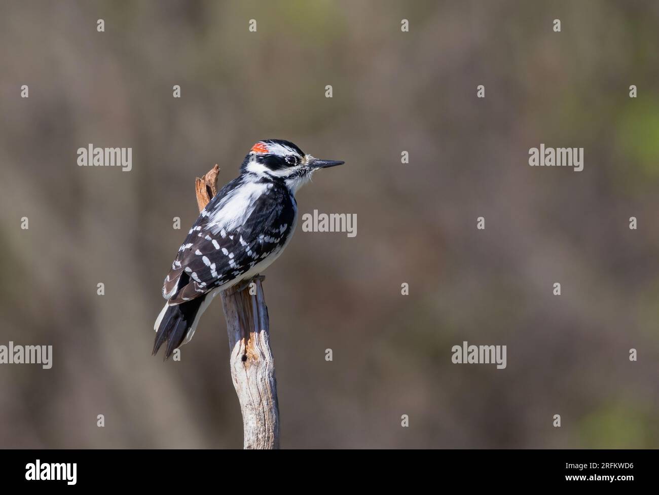 Downy woodpecker male perched on a branch in winter in Ottawa, Canada Stock Photo