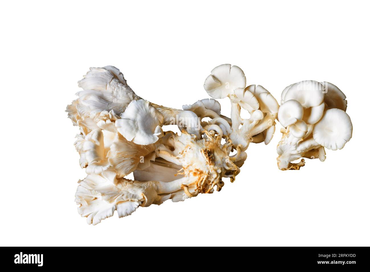 Freshly plucked white oyster mushroom, also known as pearl oyster
