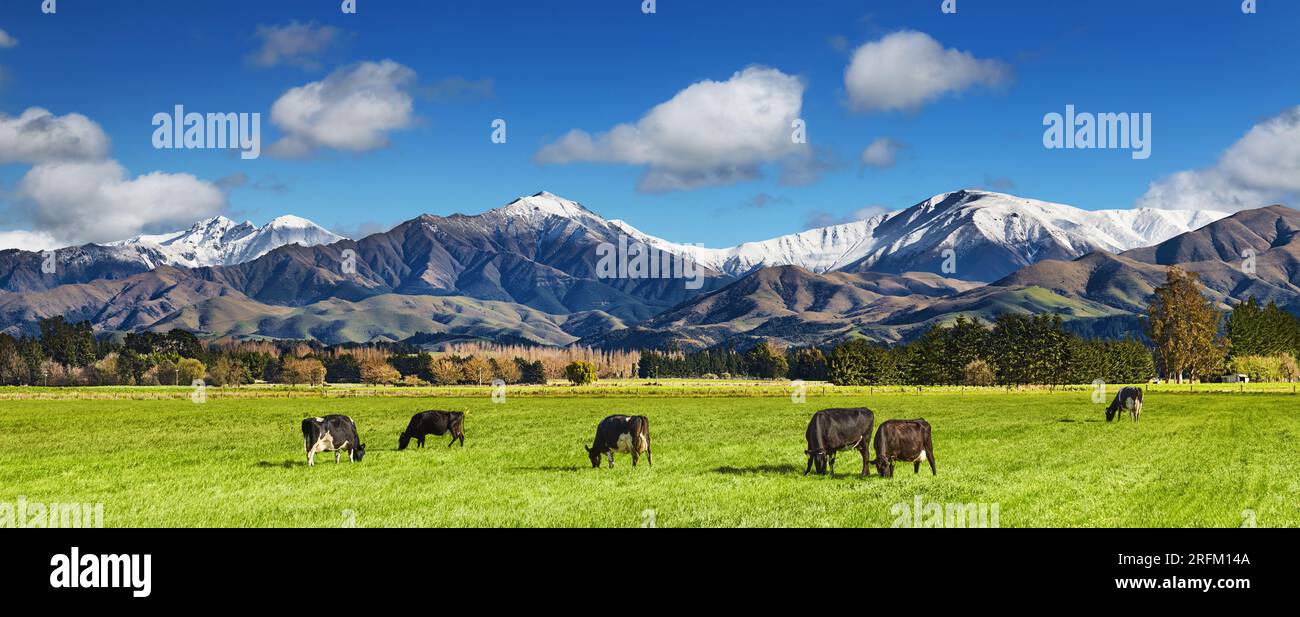 Pastoral landscape with grazing cows and snowy mountains in New Zealand Stock Photo