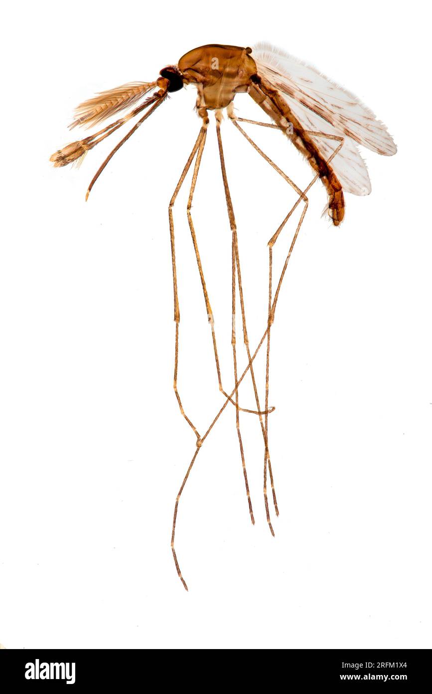 Anopheles,sp.,mosquito Stock Photo