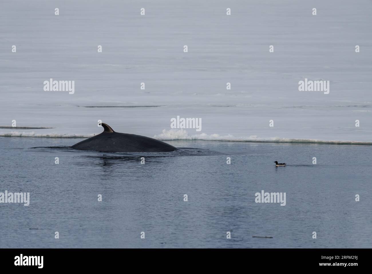 Minke whale arctic hi-res stock photography and images - Alamy