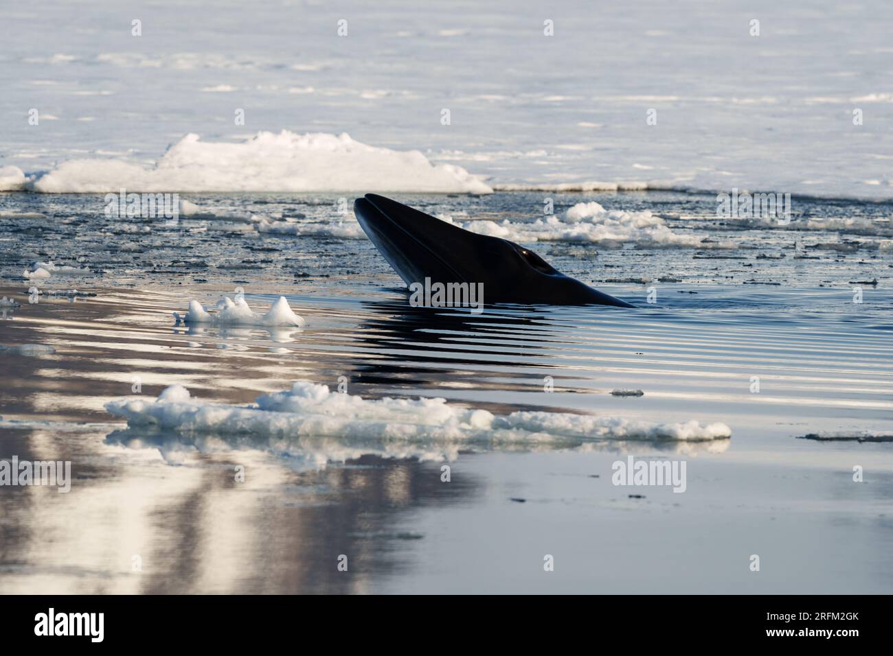 Minke whale in north hi-res stock photography and images - Alamy