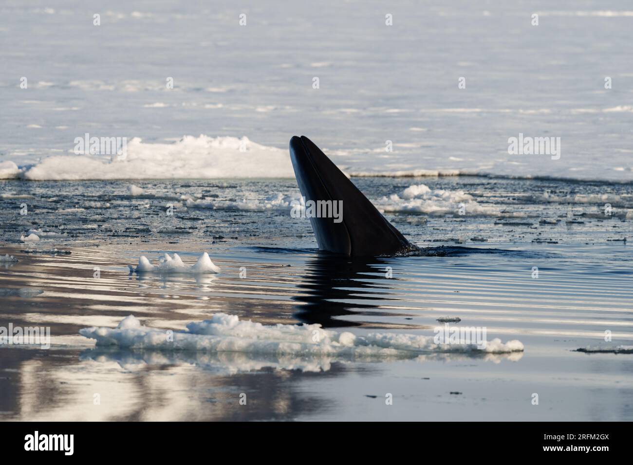 Minke whale fin hi-res stock photography and images - Alamy