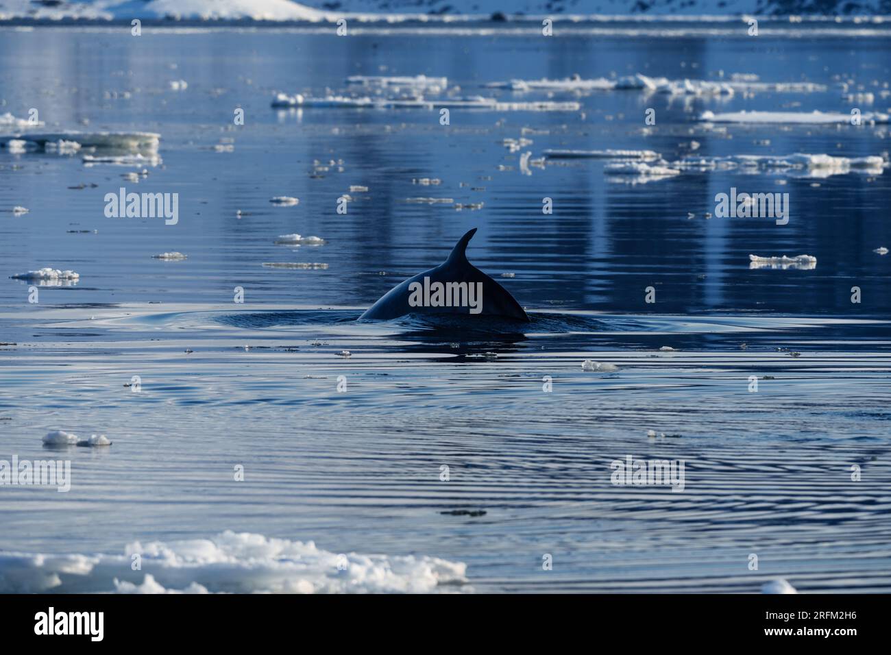 Minke whale fin hi-res stock photography and images - Alamy