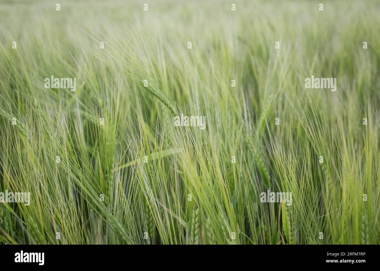Green barley field. Stock Photo