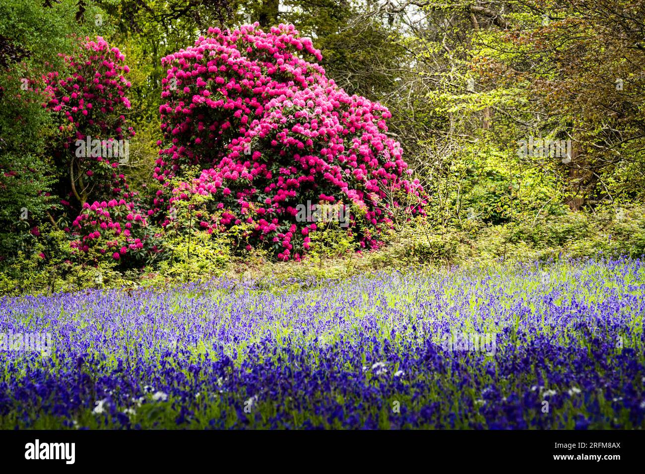 Stunning Rhododendrons Russellianum Cornish Red growing next to a field of Common English Bluebells Hyacinthoides Enys Garden. Stock Photo