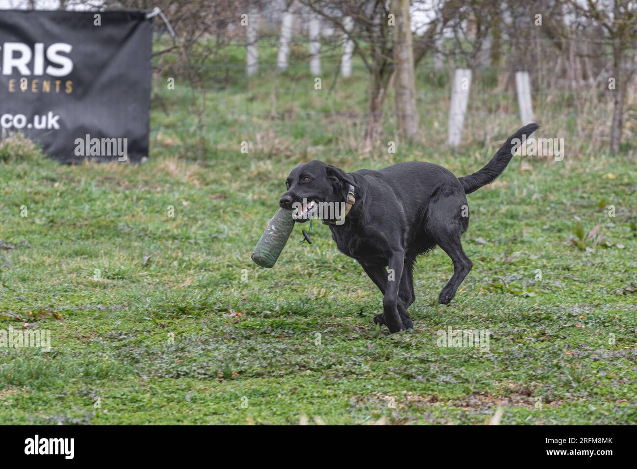 Working Labrador Retriever gun dog training session with Volucris Gundog Training. Practicing seen and blind retrieves with their handlers Stock Photo