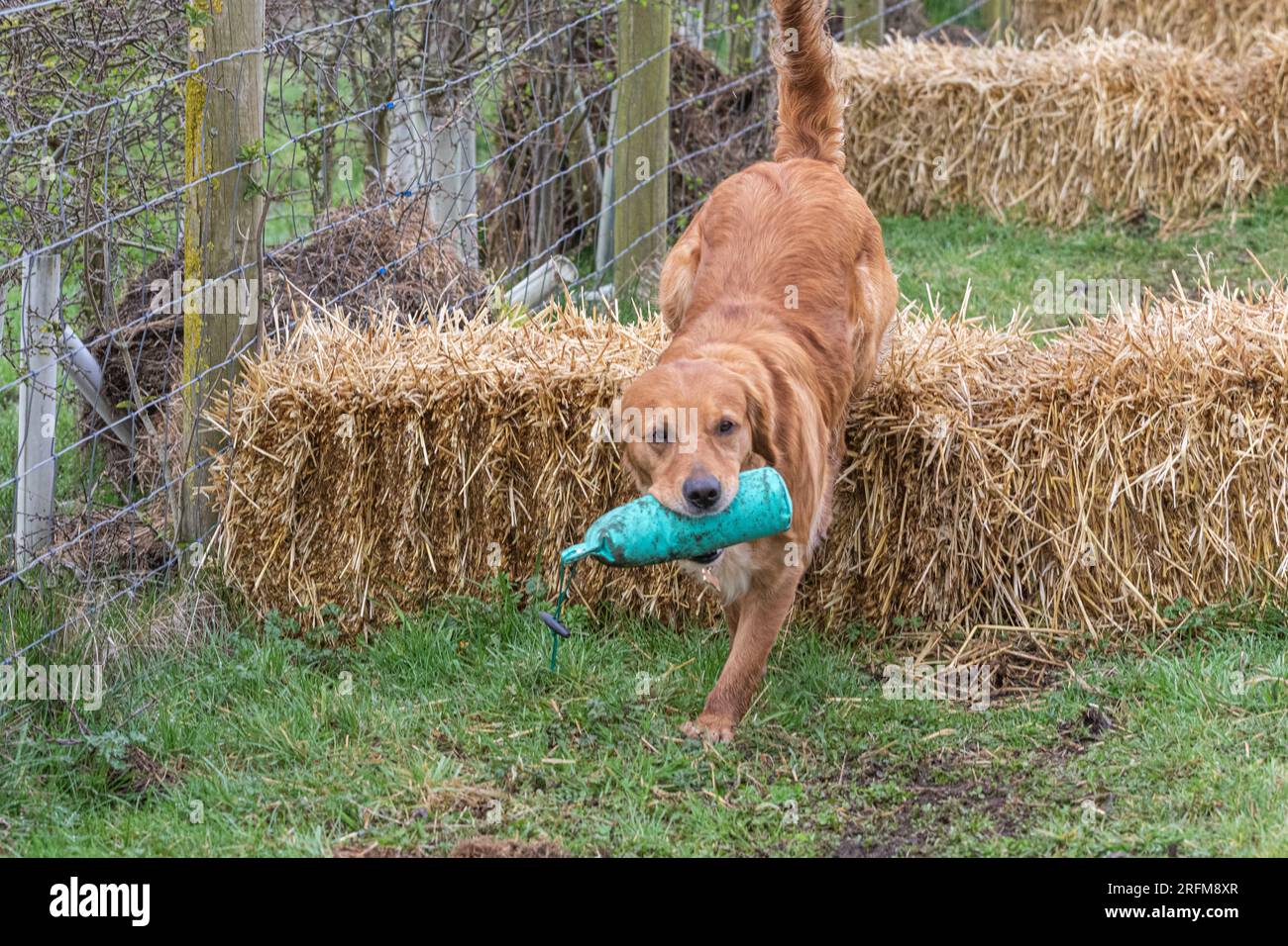 Working Labrador Retriever gun dog training session with Volucris