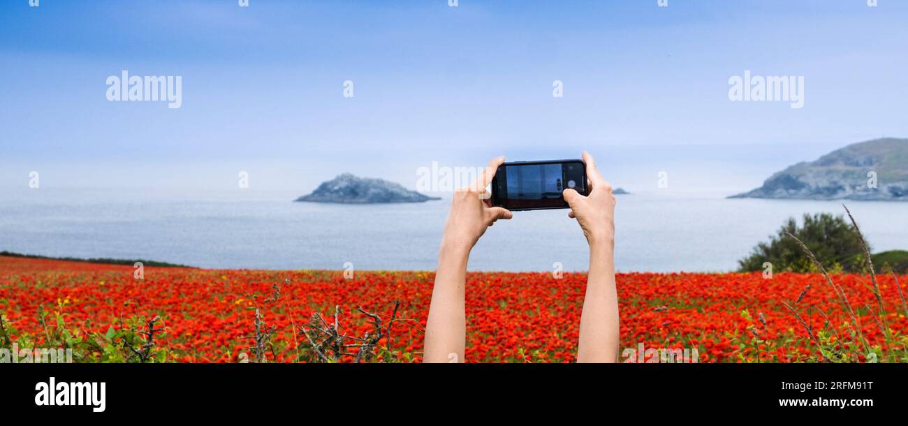 A panoramic image of a visitor using her mobile phone to photograph a field full of Common Poppies Papaver rhoeas on the coast of Crantock Bay in Newq Stock Photo