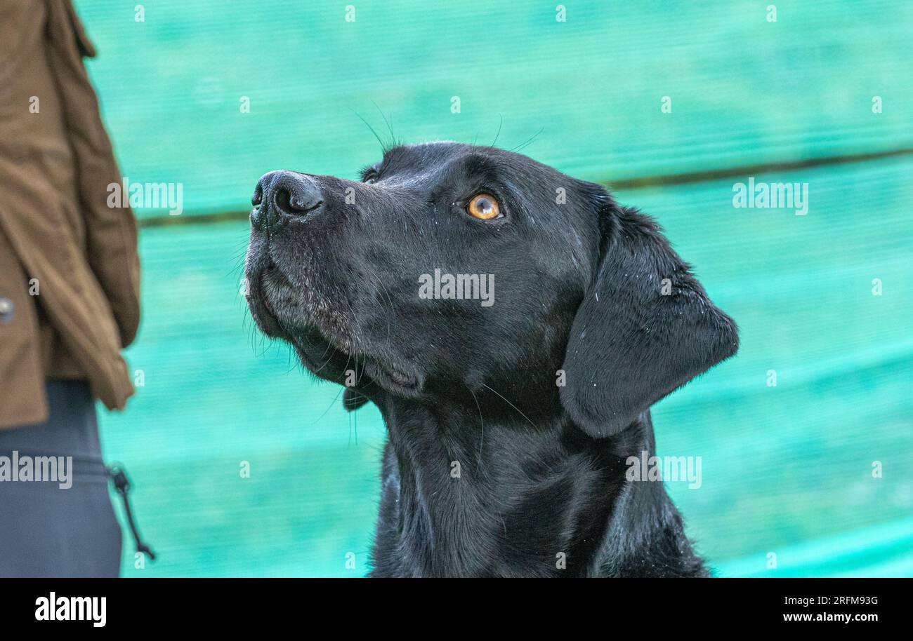 Training field sport partridge hi-res stock photography and images - Alamy