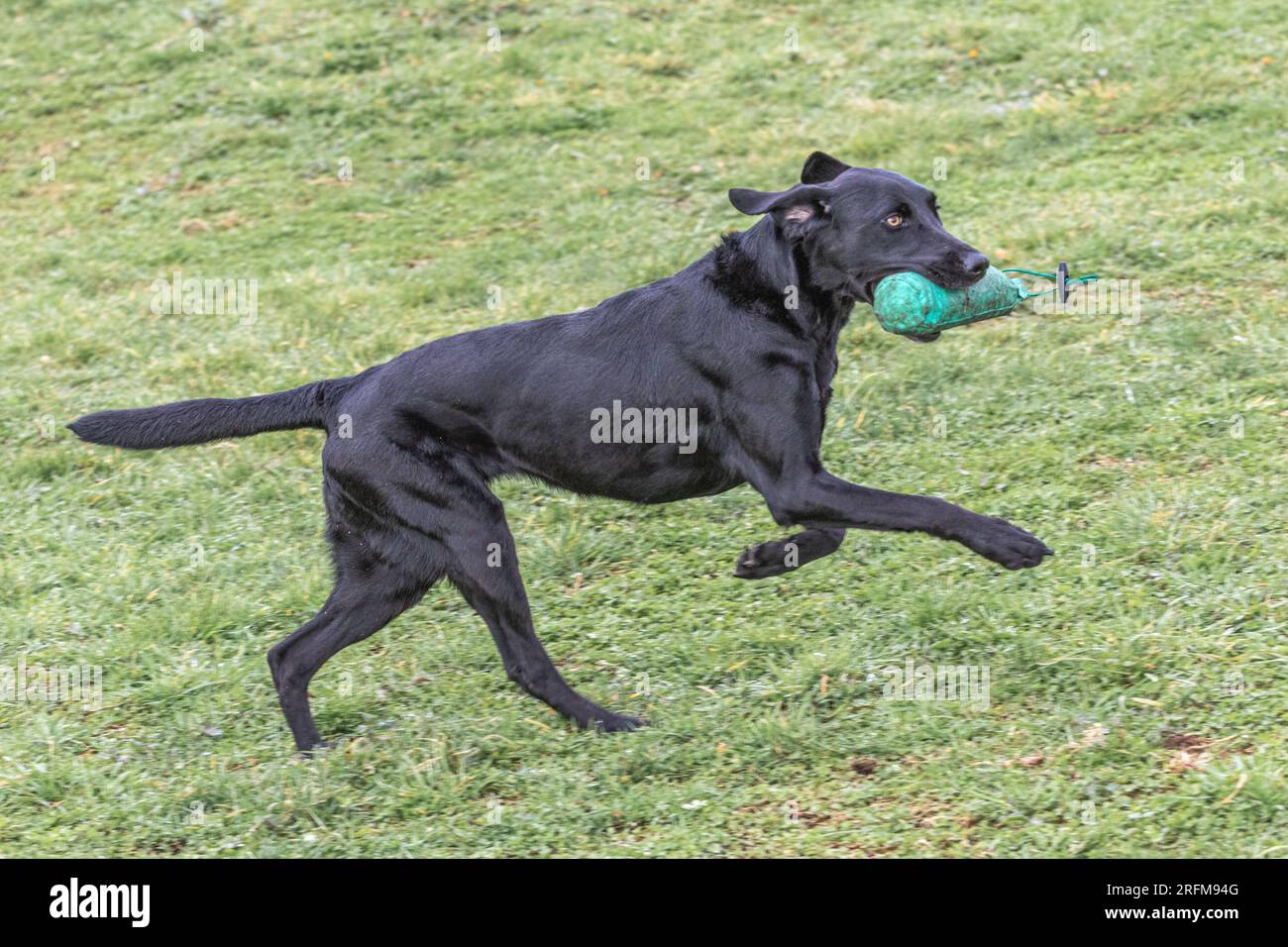 Mans best fiend hires stock photography and images Alamy