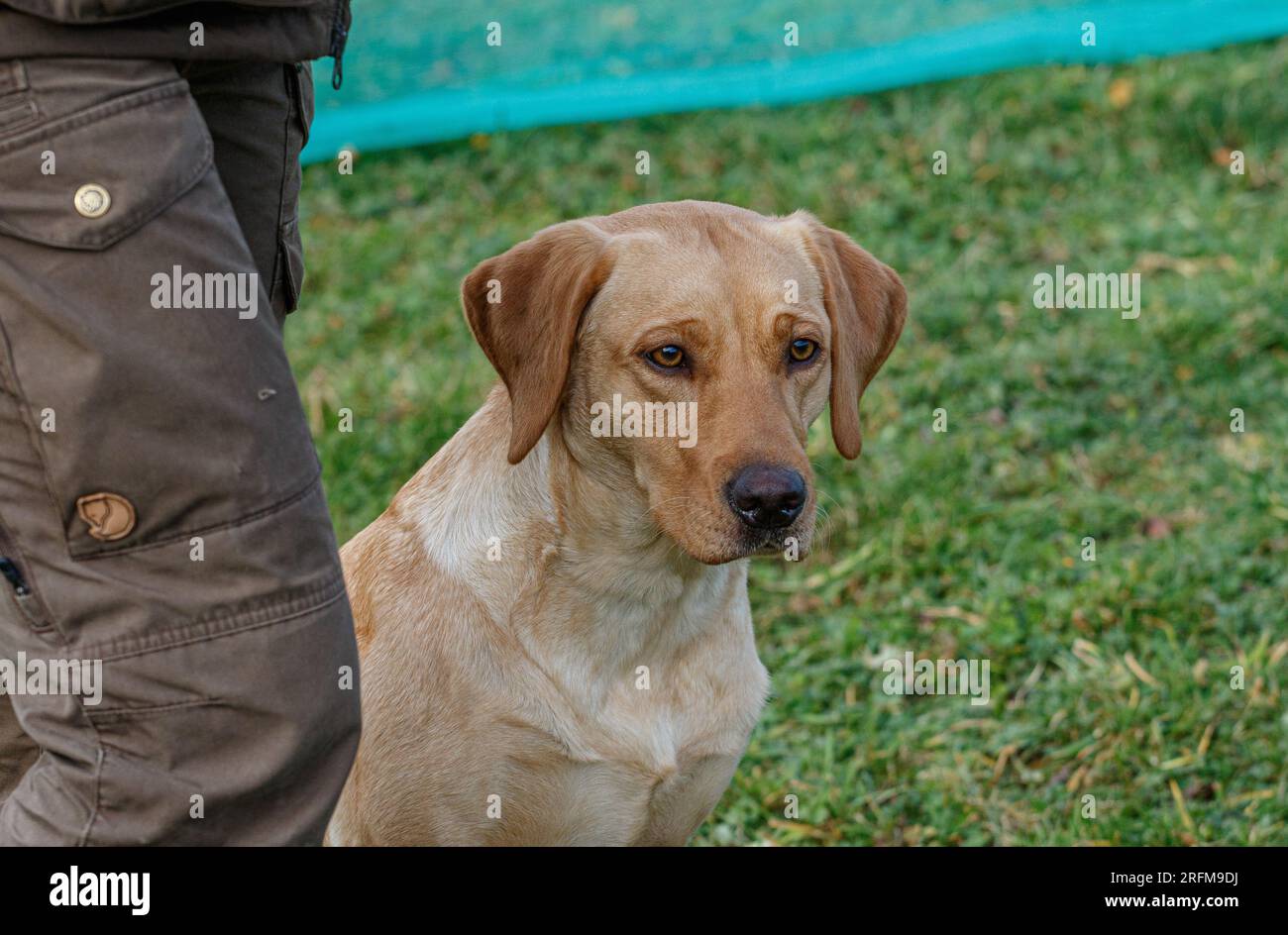 Black labrador retriever gundog retrieves hires stock photography and