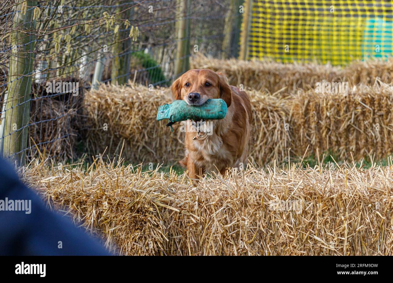 Black labrador retriever gundog retrieves hires stock photography and
