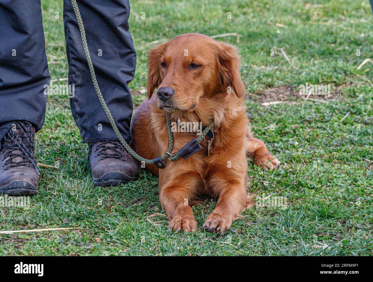 Working Labrador Retriever gun dog training session with Volucris Gundog Training. Practicing seen and blind retrieves with their handlers Stock Photo