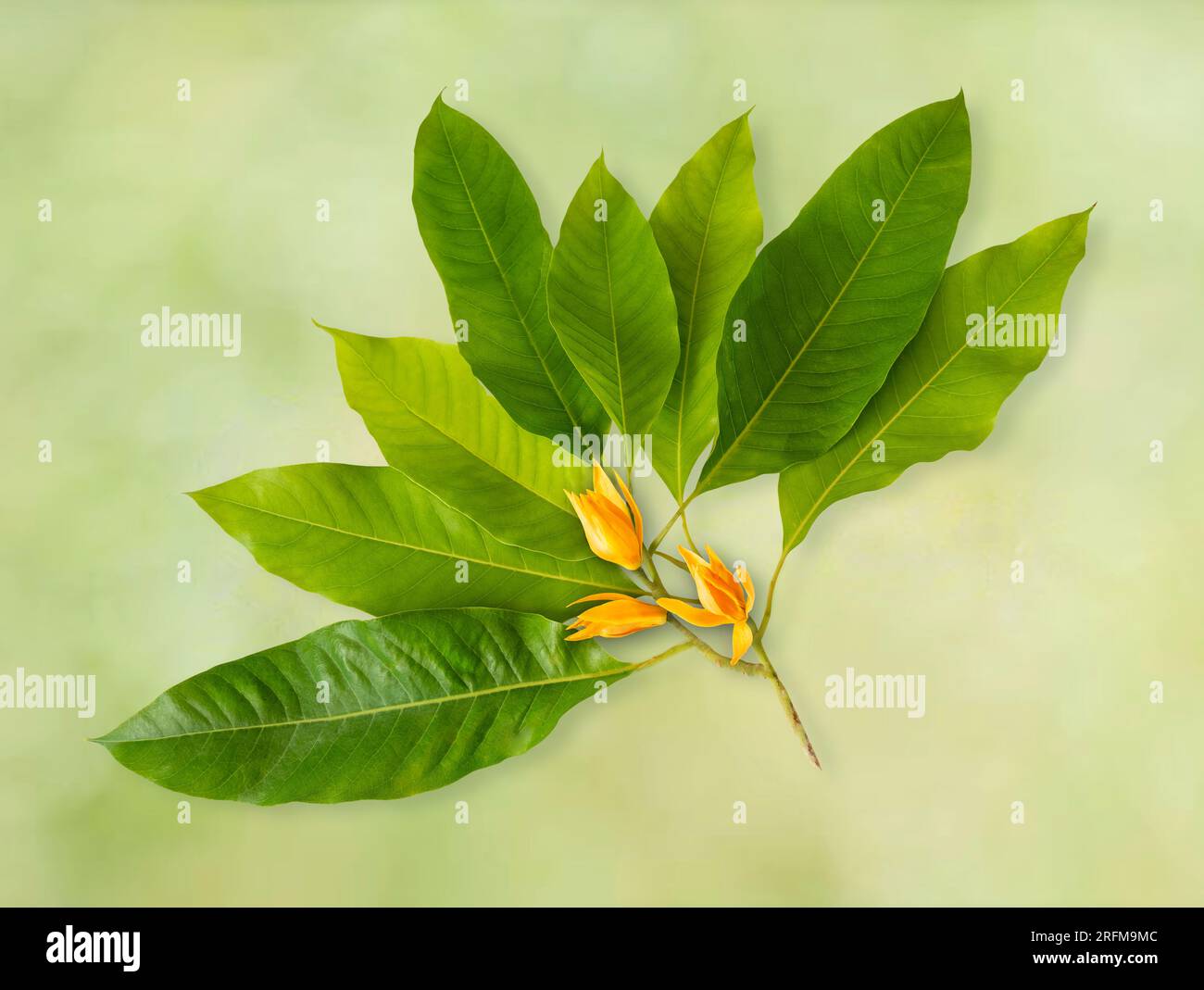 Yellow orchid leaves hi-res stock photography and images - Page 11 - Alamy
