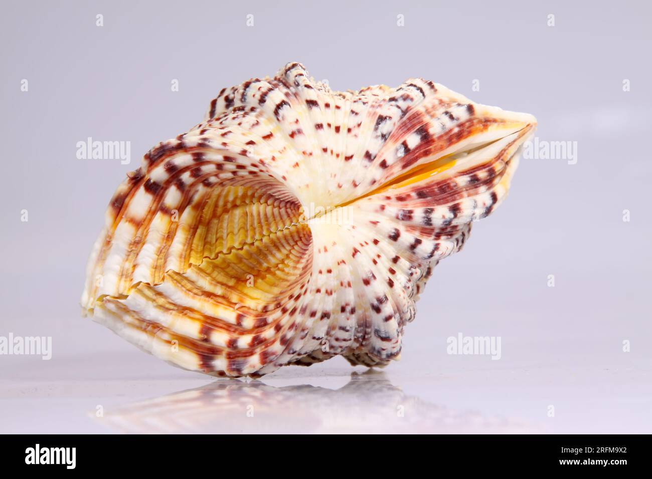 closeup of beautiful conch shells Stock Photo - Alamy