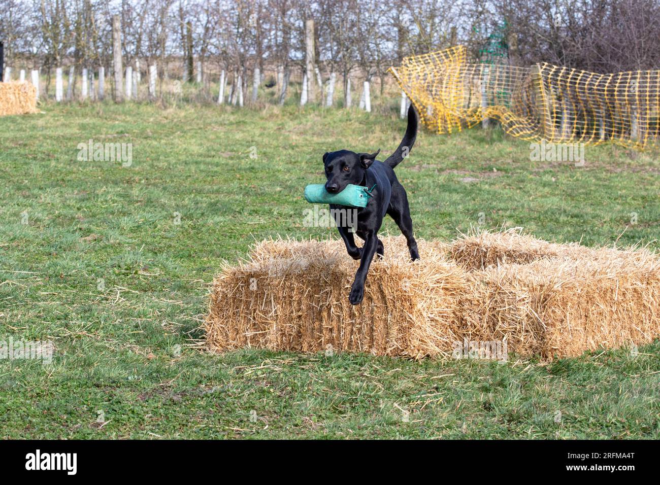 Black labrador running with canvas gundog dummy hi-res stock ...