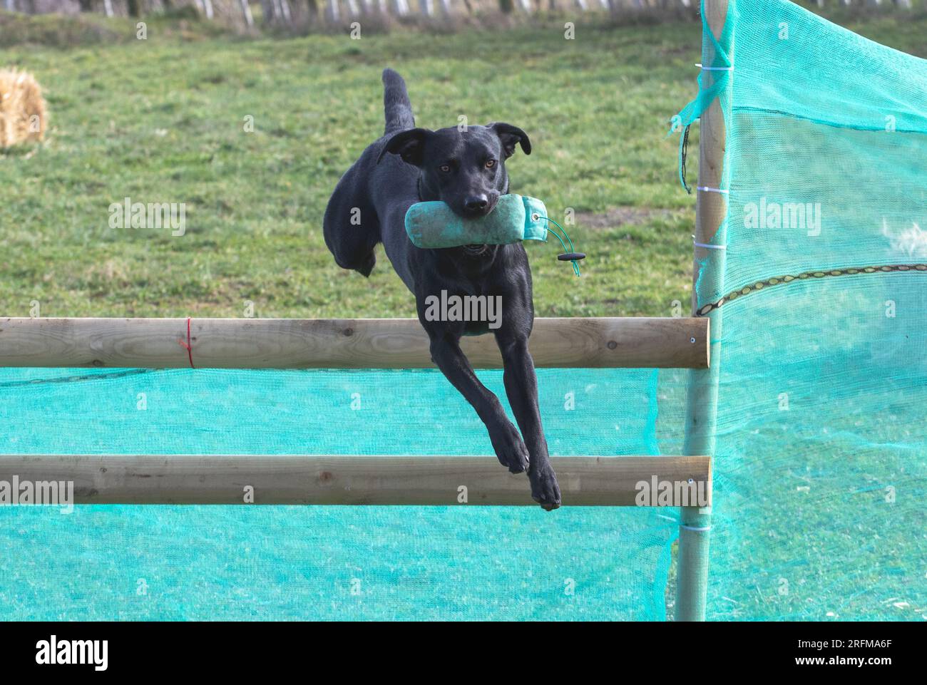 Black labrador running with canvas gundog dummy hi-res stock ...