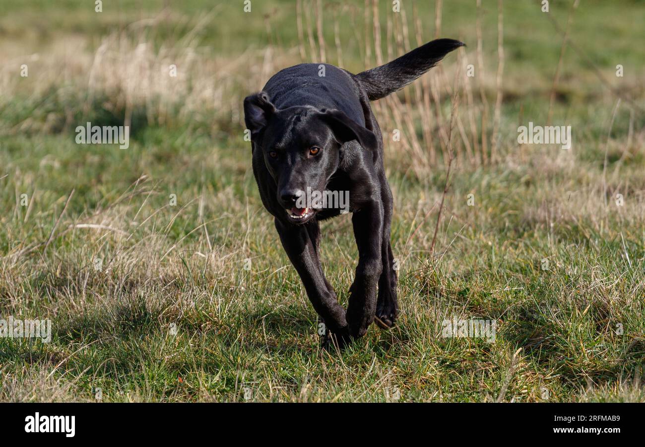 Working Labrador Retriever gun dog training session with Volucris