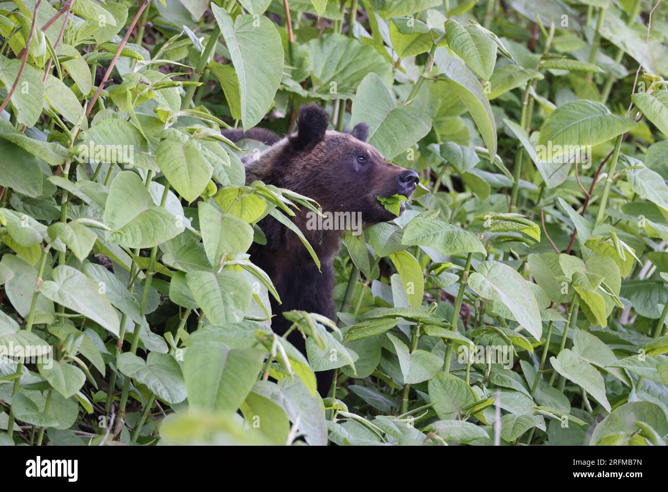 Ussuri brown bear Ursus arctos lasiotus. Shiretoko National Park. Shiretoko Peninsula. Hokkaido. Japan. Stock Photo