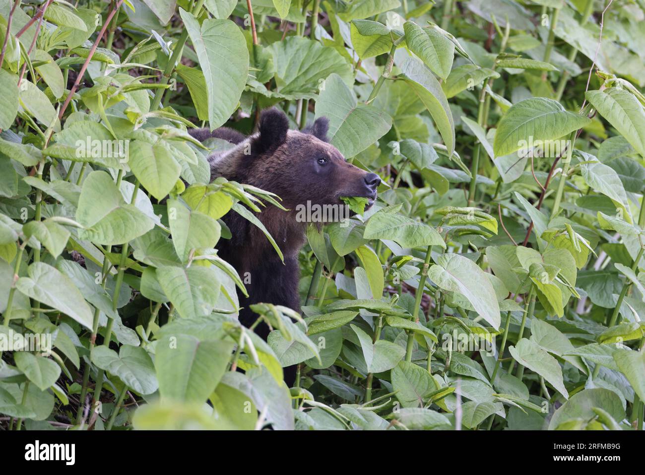 Ussuri brown bear Ursus arctos lasiotus. Shiretoko National Park. Shiretoko Peninsula. Hokkaido. Japan. Stock Photo