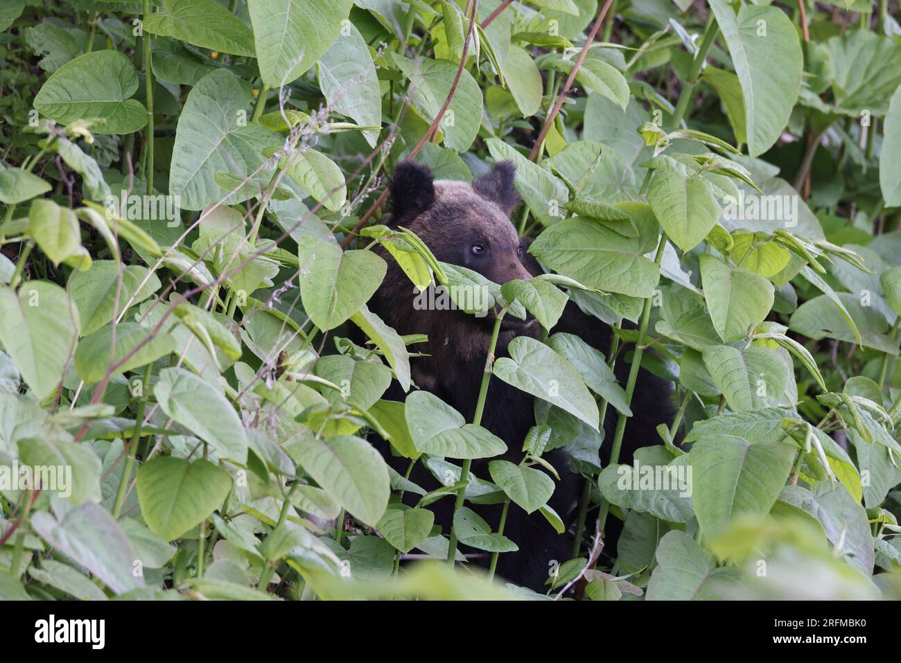 Ussuri brown bear Ursus arctos lasiotus. Shiretoko National Park. Shiretoko Peninsula. Hokkaido. Japan. Stock Photo