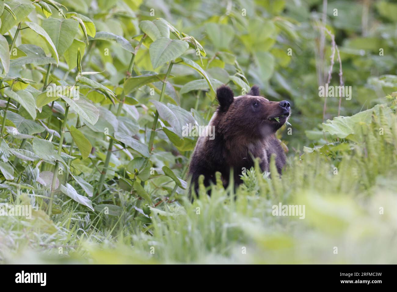 Ussuri Brown Bear Ursus Arctos Lasiotus Shiretoko National Park ussuri-brown-bear-ursus-arctos-lasiotus-shiretoko-national-park