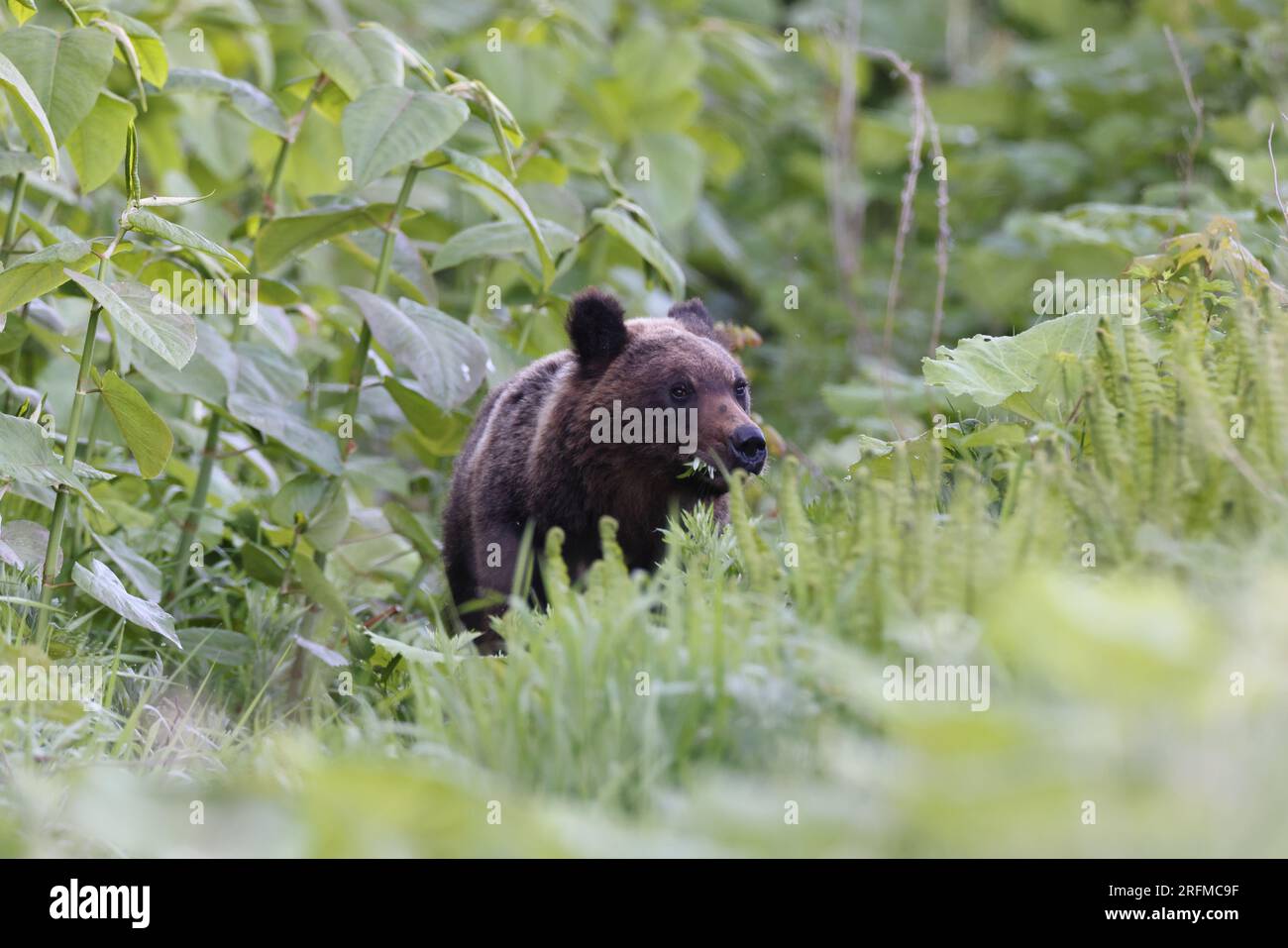 Ussuri brown bear Ursus arctos lasiotus. Shiretoko National Park. Shiretoko Peninsula. Hokkaido. Japan. Stock Photo