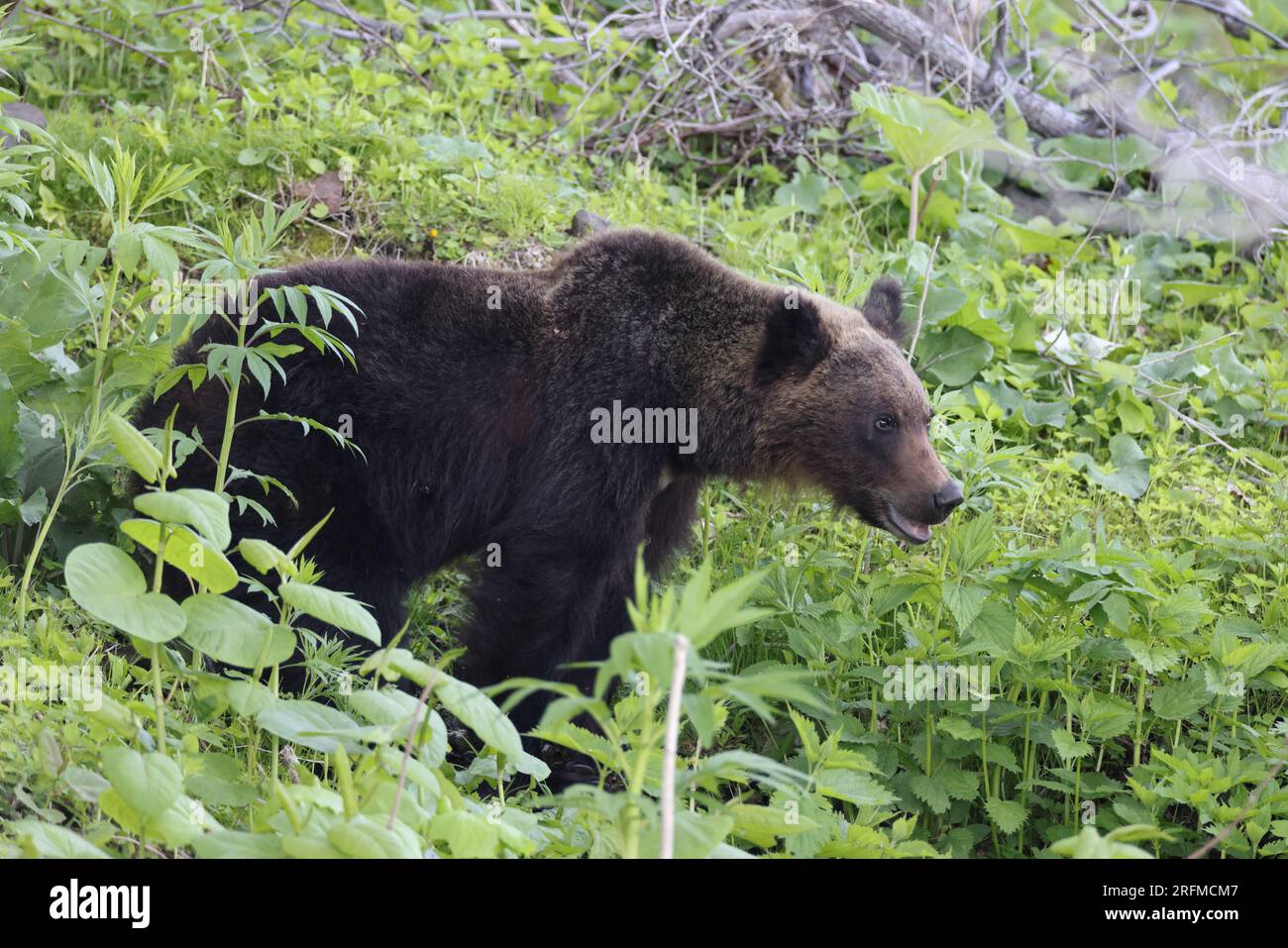 Ussuri brown bear Ursus arctos lasiotus. Shiretoko National Park