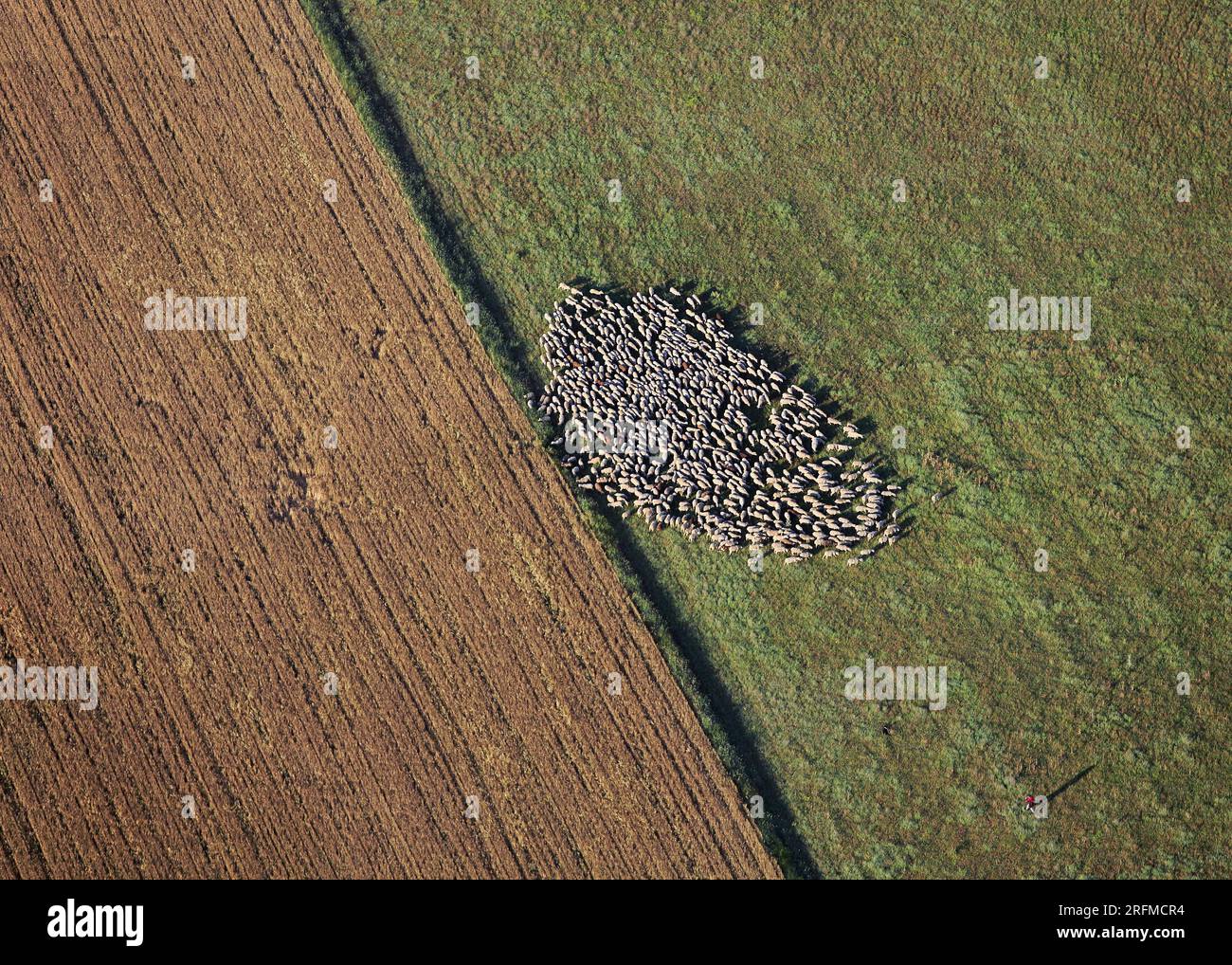 Aerial view of sheep in field hi-res stock photography and images - Alamy