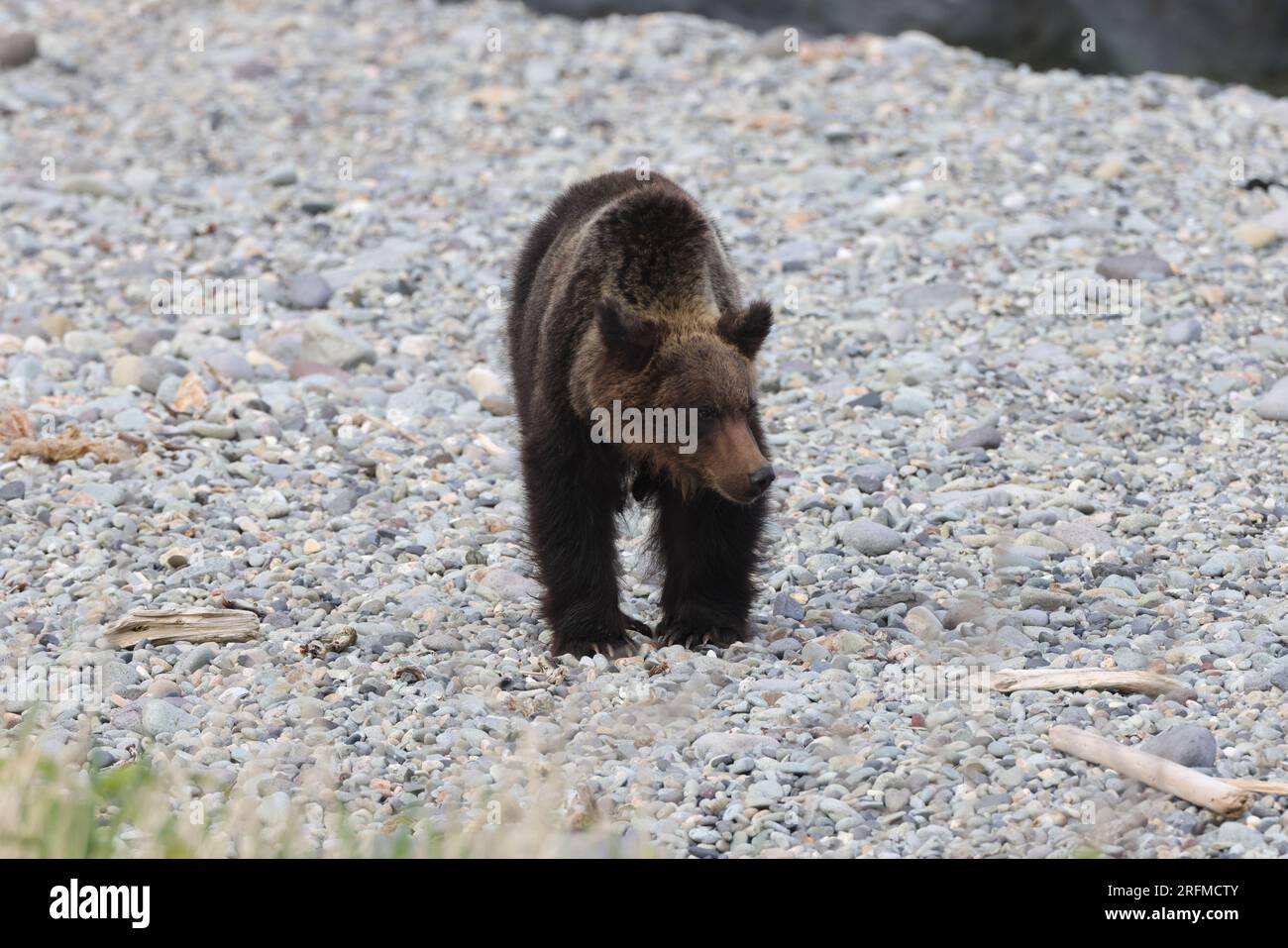 Ussuri brown bear Ursus arctos lasiotus. brown bear on the beach in the