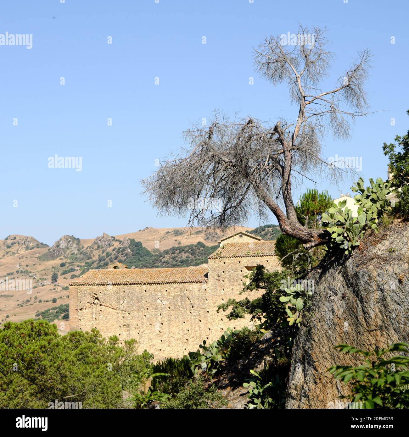 rural landscape with dead tree in Sicily summer, Italy Stock Photo - Alamy