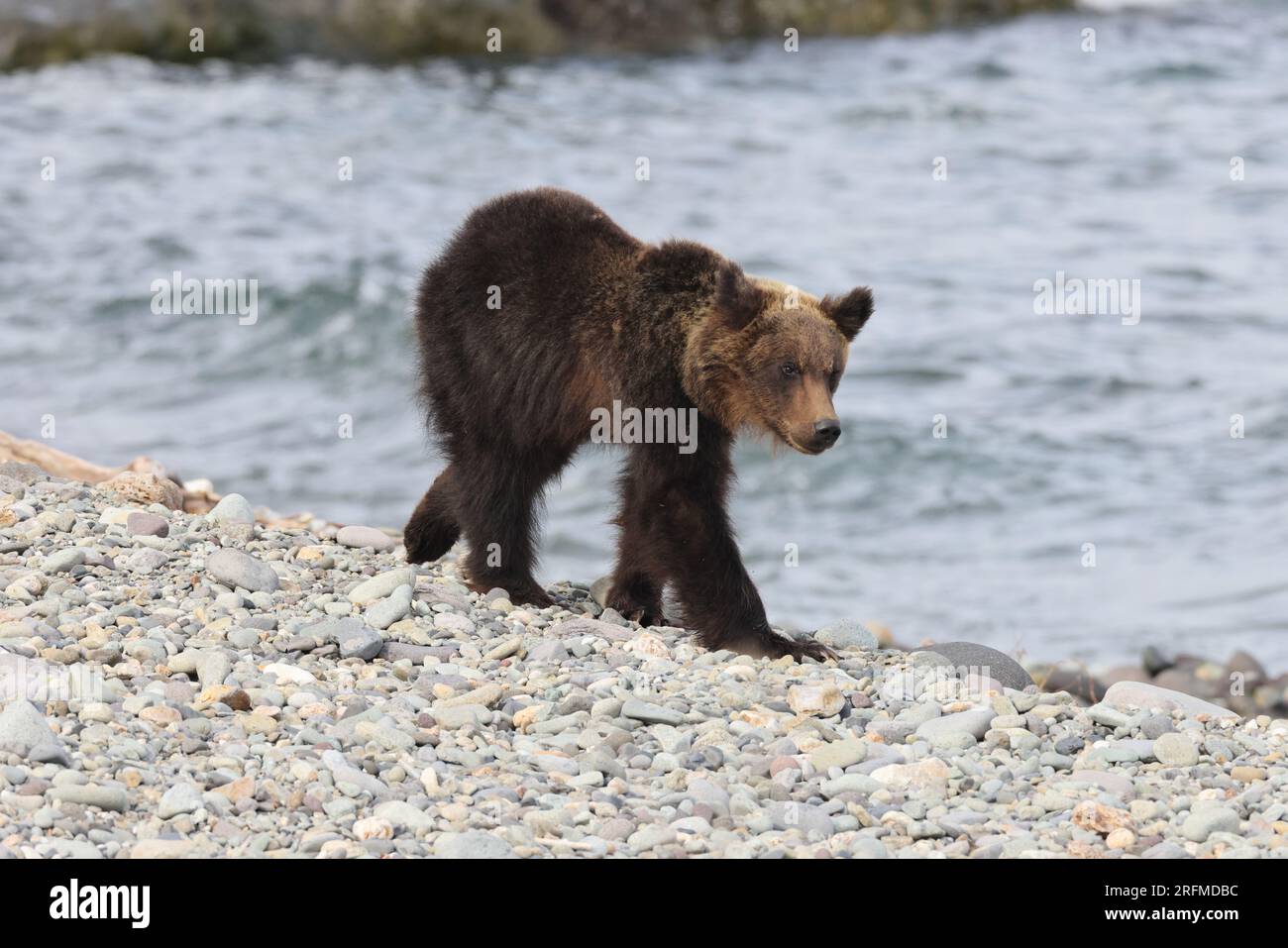 Ussuri brown bear Ursus arctos lasiotus. brown bear on the beach in the