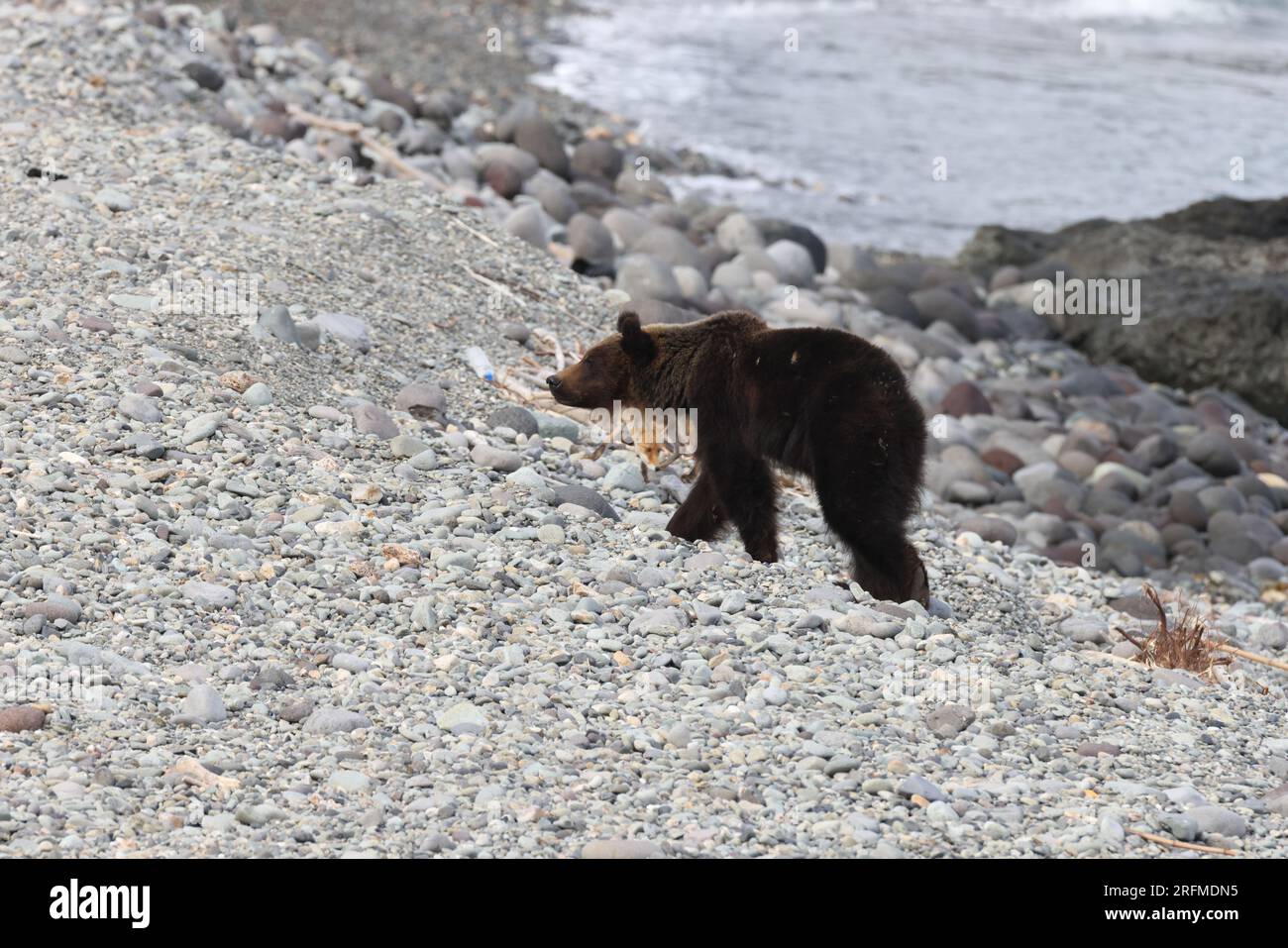 Ussuri brown bear Ursus arctos lasiotus. brown bear on the beach in the