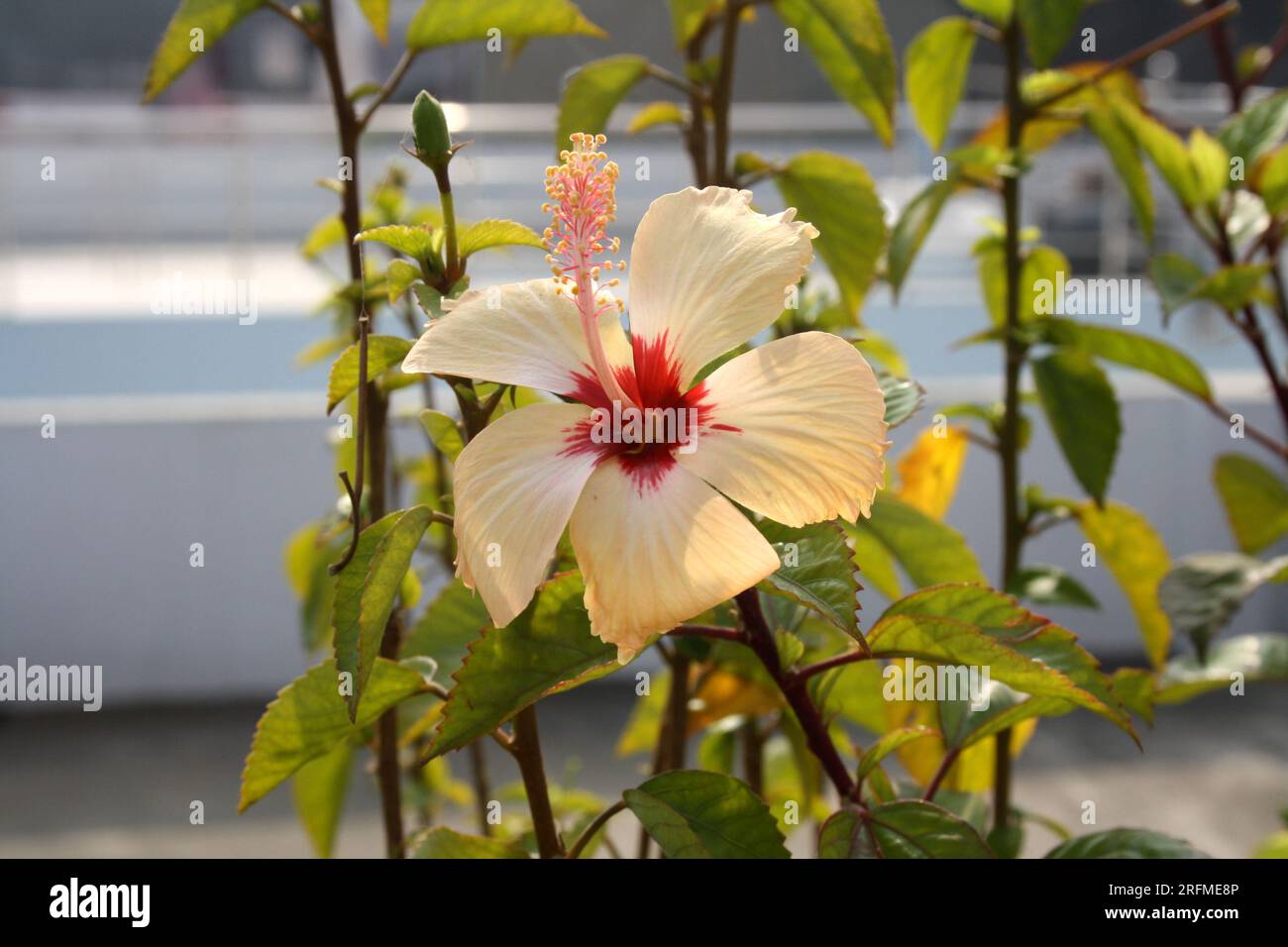 Peach colored Chinese hibiscus (Hibiscus rosa-sinensis) in bloom : (pix Sanjiv Shukla) Stock Photo
