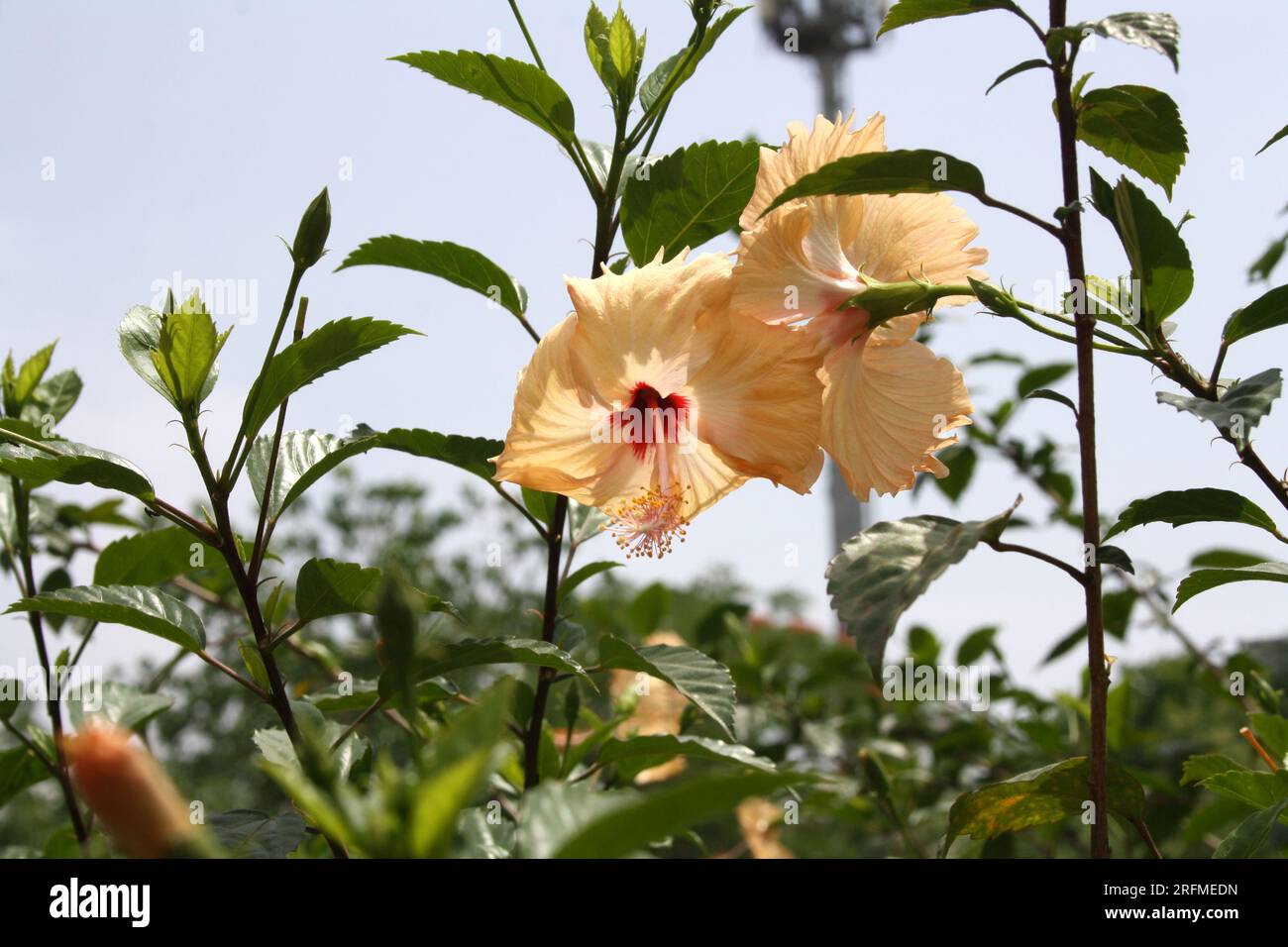 Peach colored Chinese hibiscus (Hibiscus rosa-sinensis) in bloom : (pix Sanjiv Shukla) Stock Photo