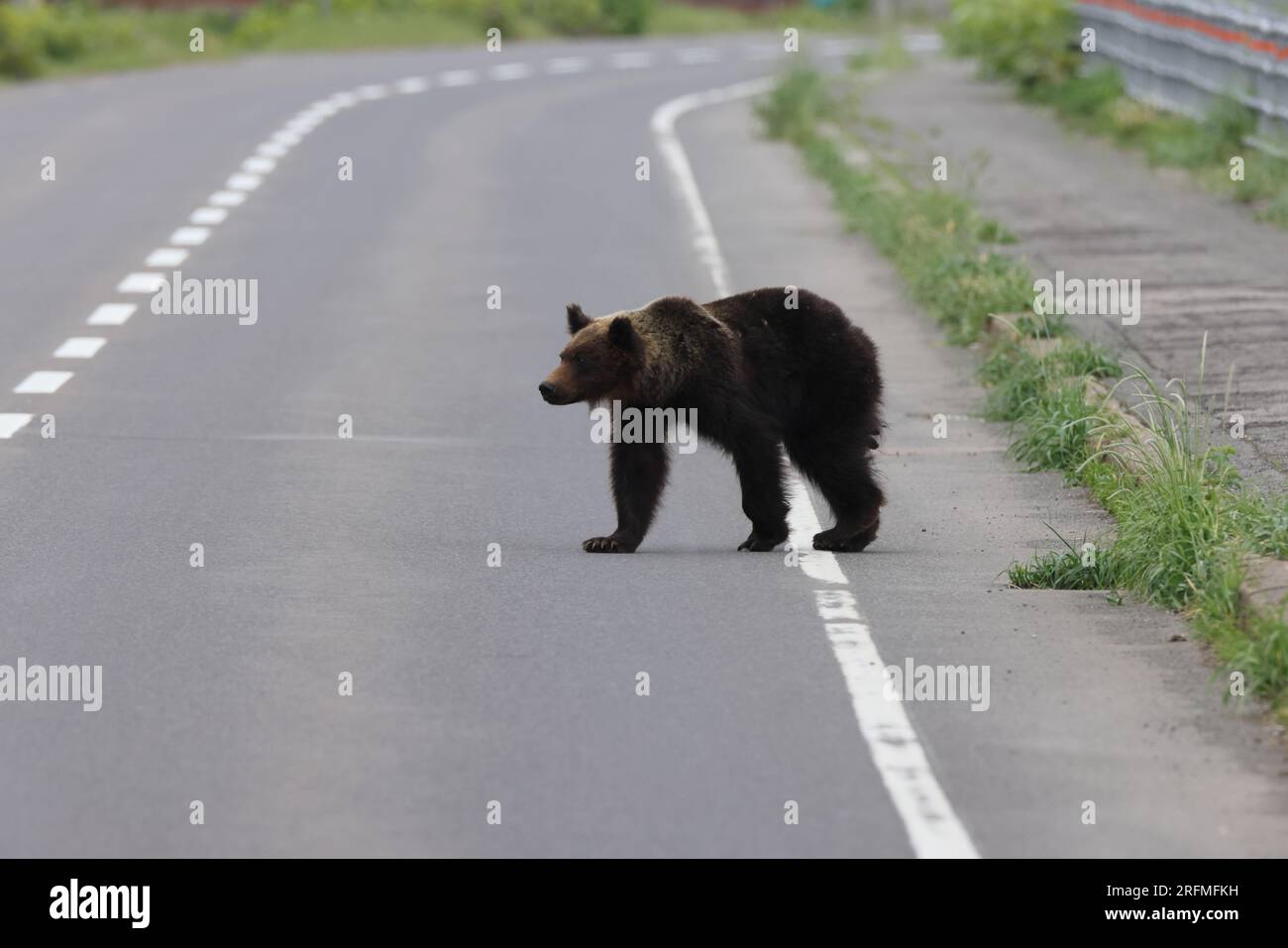 Ussuri Brown Bear Ursus Arctos Lasiotus Shiretoko National Park ussuri-brown-bear-ursus-arctos-lasiotus-shiretoko-national-park