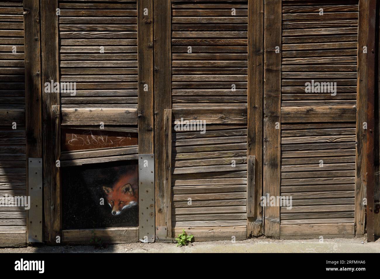 France, Hauts-de-France region, Somme department, Amiens, Saint-Leu quarter, louvred shutters, trompe l'œil, fox Stock Photo