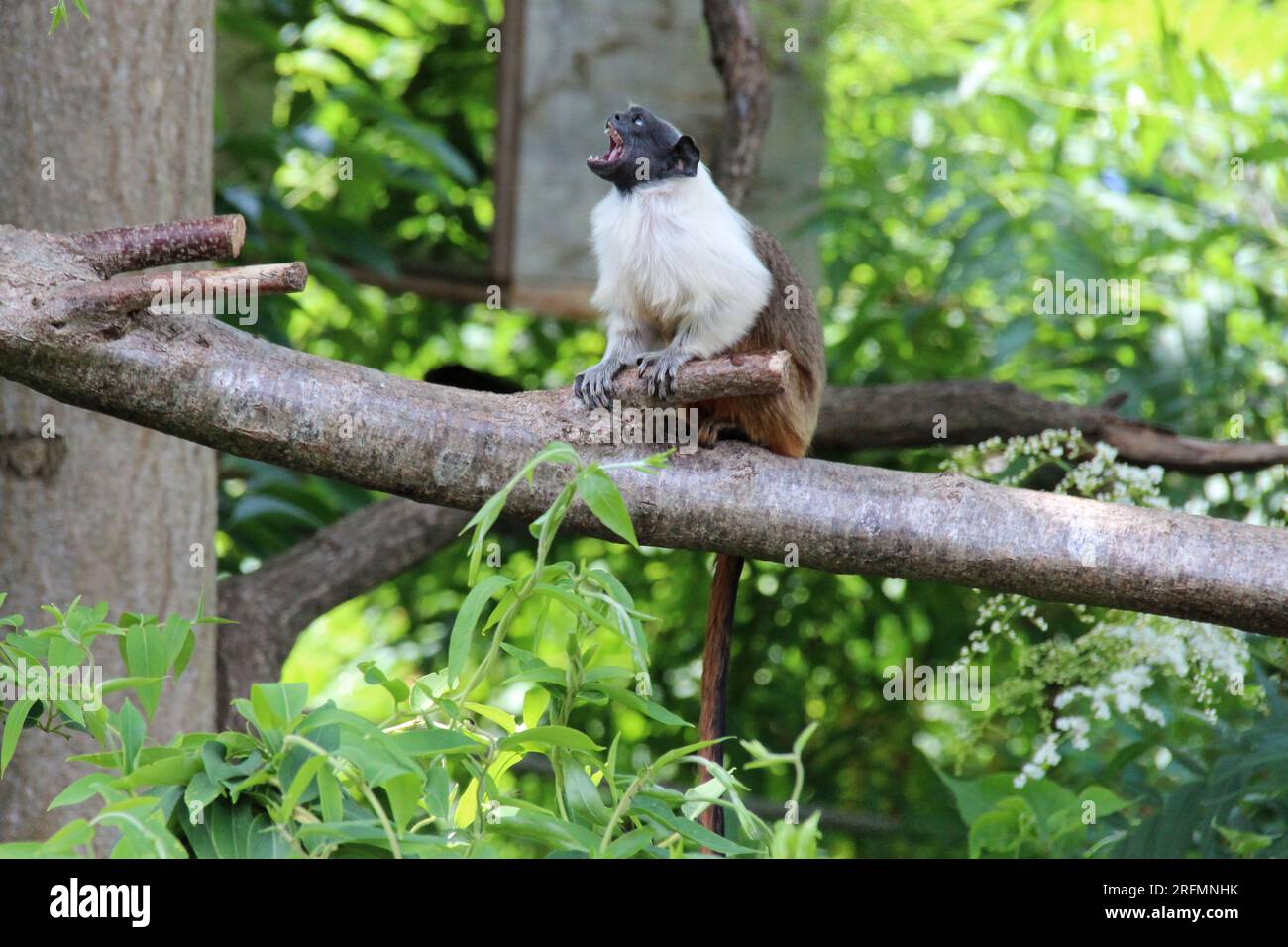 pied tamarin in a zoo in mulhouse in alsace in france Stock Photo