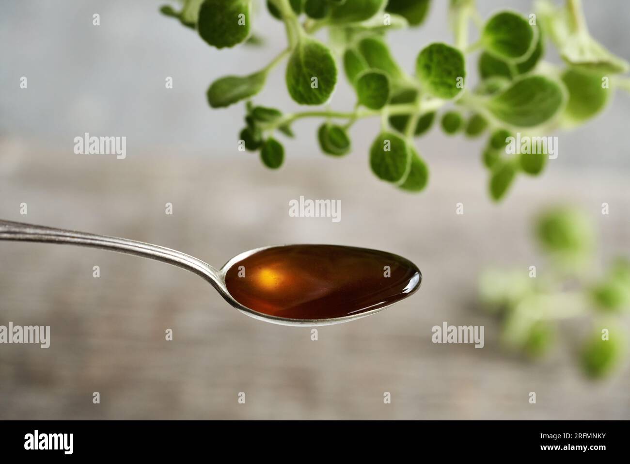 Plectranthus amboinicus syrup on a metal spoon Stock Photo