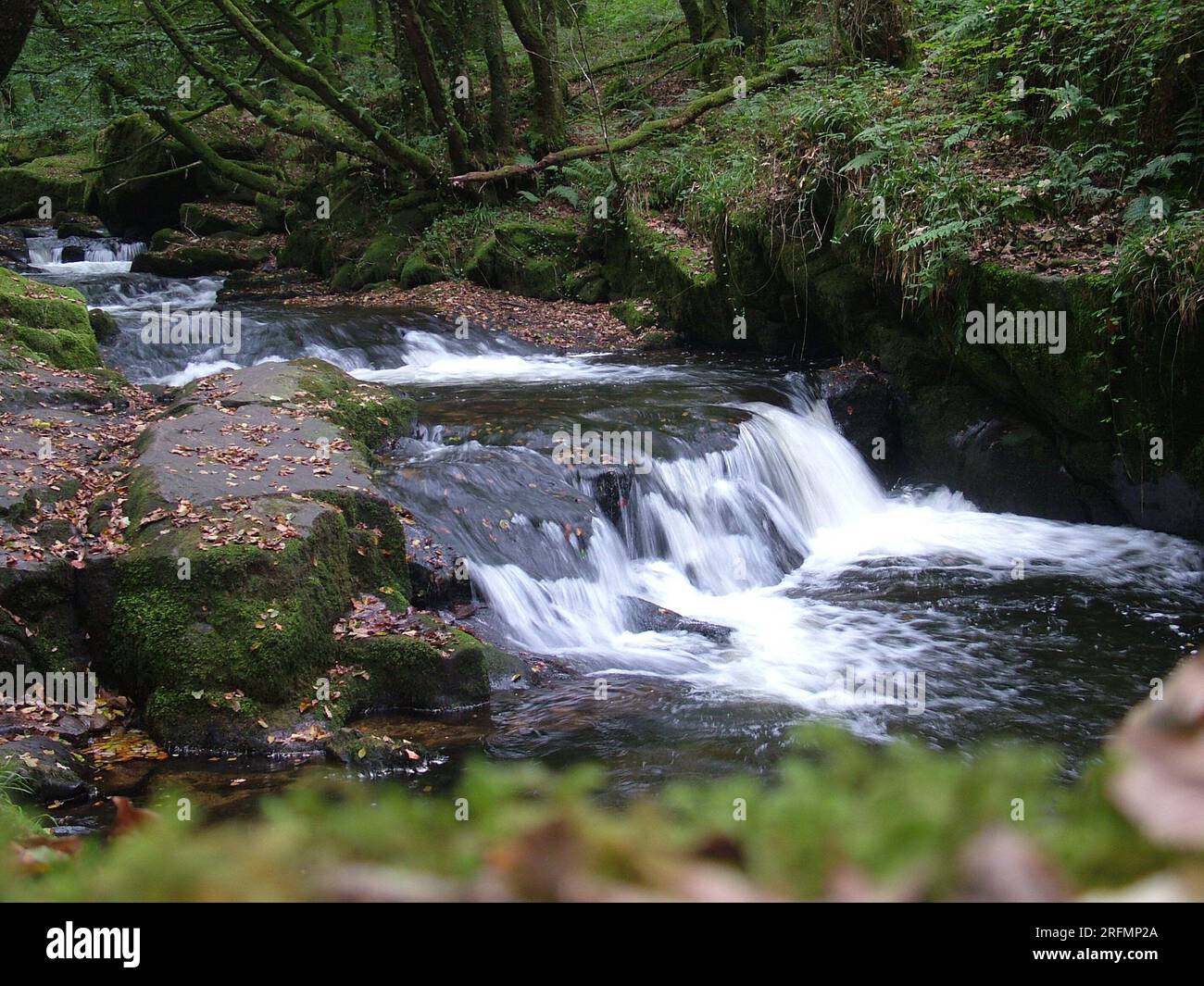 Cascade on the Fowey river in autumn at the Golitha Falls as it passes through the ancient Oak woodlands on the edge of Bodmin moor in Cornwall.UK Stock Photo