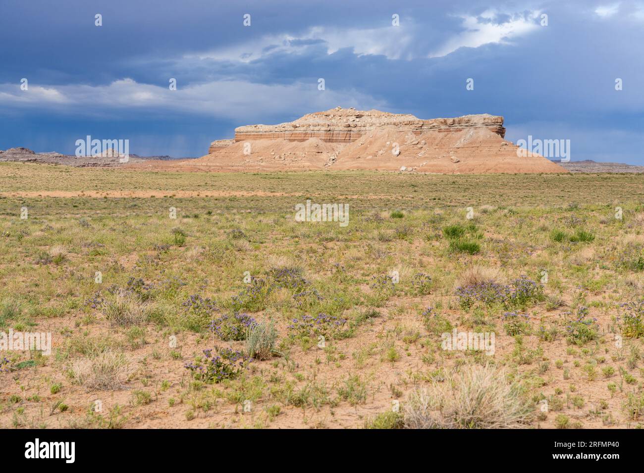 Sandstone butte in the San Rafael Desert with a thunderstorm in the distance. Scorpionweed blooming in foreground.  Utah. Stock Photo