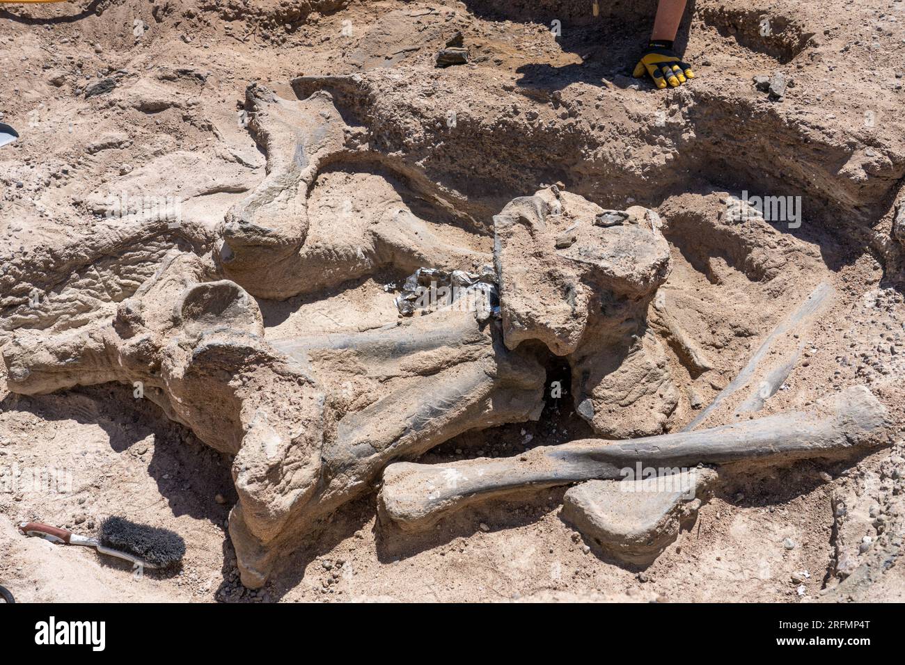 Dinosaur bone fossils being excavated in the Burpee Dinosaur Quarry in