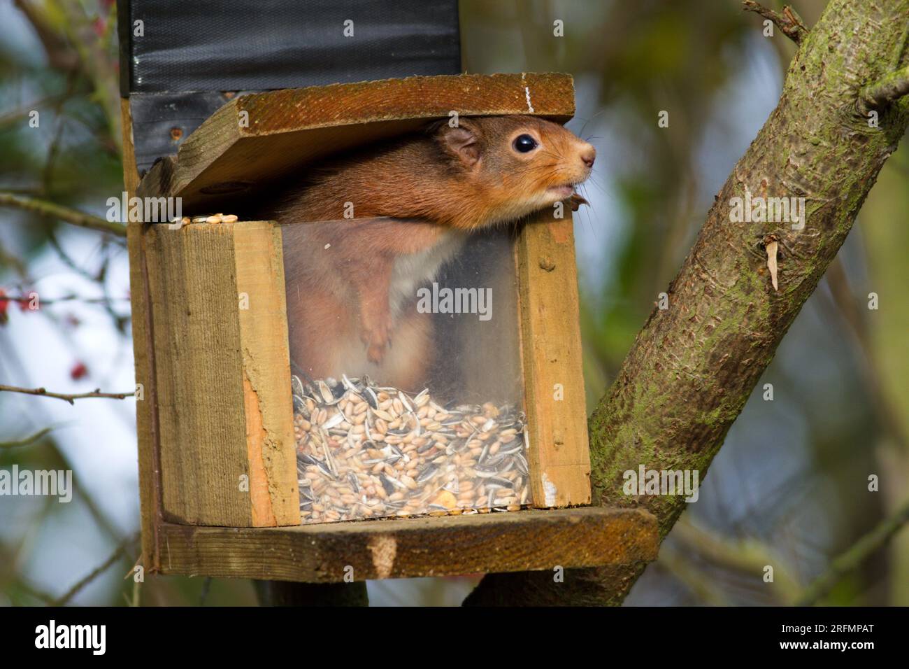 Red squirrel in the feeder! Stock Photo