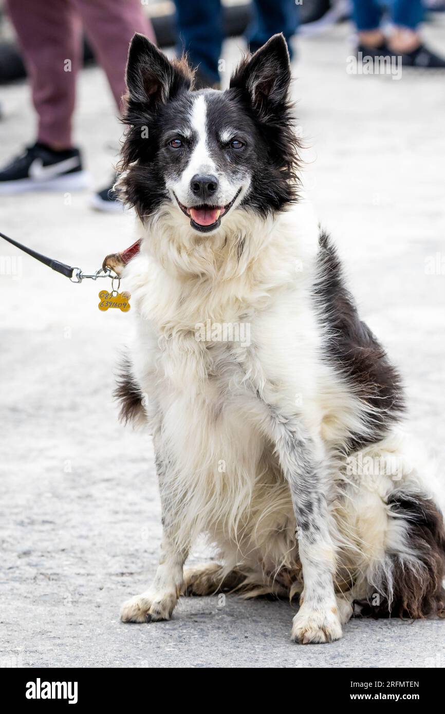 Close up portrait of Border Collie sheep dog sitting outdoors Stock Photo